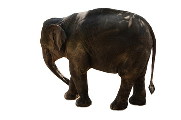 Obraz premium Big Thai Elephant isolate on white