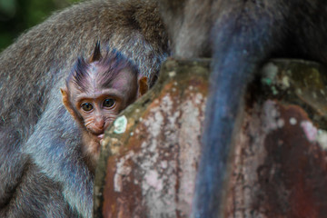 A newborn baby monkey snuggles mom for warmth in the Monkey Temple in Ubud, Bali, Indonesia
