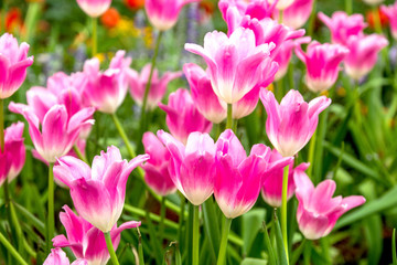 Pink tulips flower
