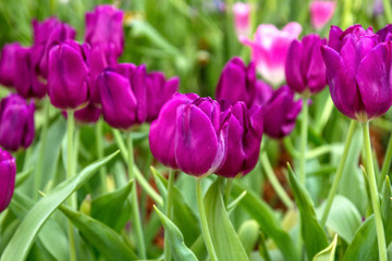 Purple tulip  flower