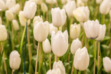 white tulip  flower