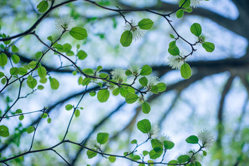 White Fothergilla flowers in the forest in the Spring