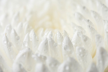 Beads of water on petals