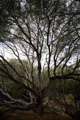 Stranger Trees