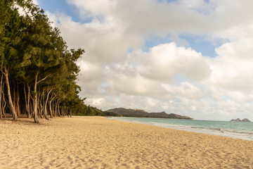 trees, beach and sand in Oahu