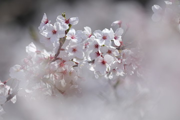 桜2019