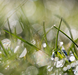 dew on grass