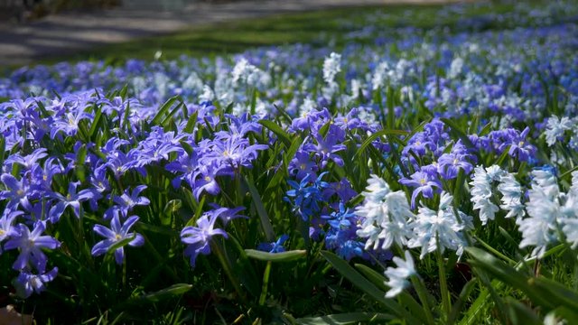 Handheld Shot of Scilla Flowers Moving by The Wind at a Meadow With on a Sunny Day in Bor&aring;s Sweden at The Start of Swedish Spring