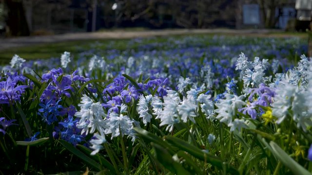 Handheld Shot of a Meadow of Scilla Flowers Slightly Moving By The Wind on a Sunny Spring Day in Borås Sweden