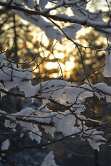 Sunlight through the trees after the snow