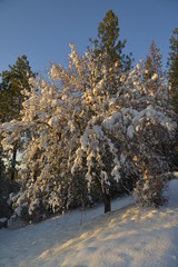 Sunlight on the tree after the snow