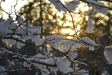 Fototapeta na wymiar Sunset through the branches after the snow
