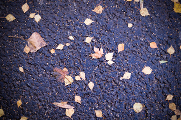 yellow autumn leaves on wet asphalt texture with vignette. background, seasonal.