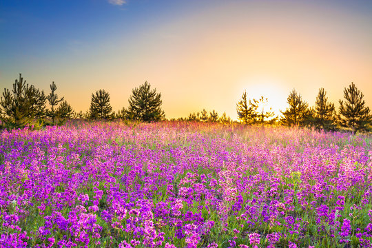 spring landscape with flowering purple flowers on meadow © yanikap