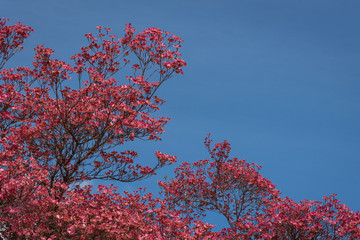 Coral pink of spring blooming dogwood flowers on dogwood tree against a clear blue sky, as a background, springtime in the Pacific Northwest