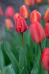 Obraz premium Close up of red, and red and yellow, tulips growing in a home garden, springtime in the Pacific Northwest