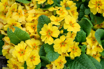Yellow flowers of primrose plants blooming in a home garden as a background, springtime in the Pacific Northwest