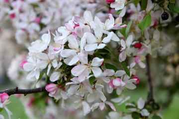 kirschenblumen im frühling