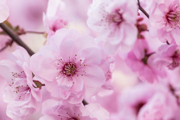 Beads of water on petals