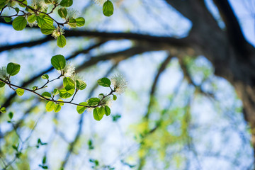 White Fothergilla flowers in the forest in the Spring