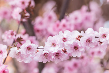 Beads of water on petals