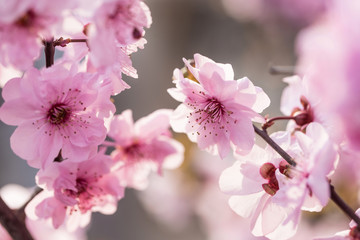 Fototapeta premium Beads of water on petals