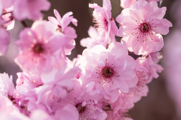 Beads of water on petals