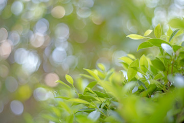 Spot focus Close-up, green leaves Blurred bokeh as background In the natural garden in the daytime.