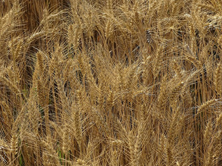  The crop wheat. Cereals against hunger in the world