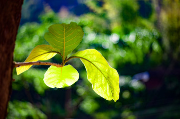  Leaves in nature, beautiful colors, green and in the morning at sunrise in the morning, in the summer the light shines Plants in and natural trees Used as a background image Or add more