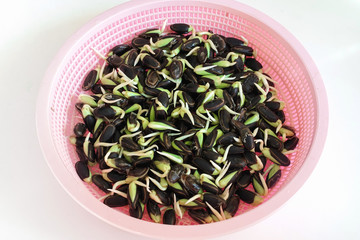 Closed up fresh Nitta bean sprouts with peal.