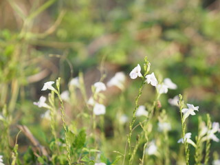 white flower  blurred of nture background