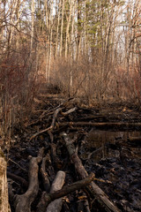 twisted old branch bridge in the forest