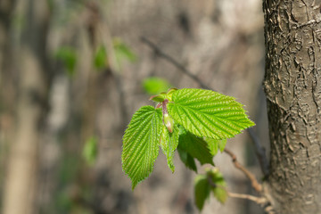  Young green spring leaf of the tree on a blurred background