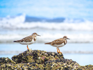 seagull on beach