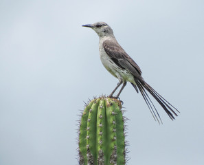 bird