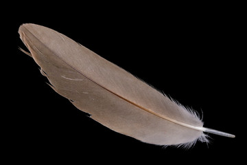 A small  duck brown  feather lies on a black table isolated