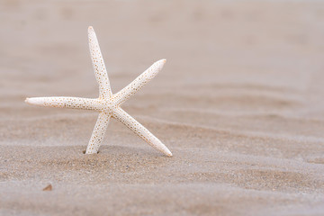 Fototapeta na wymiar Starfish on sandy beach in summer with sea background