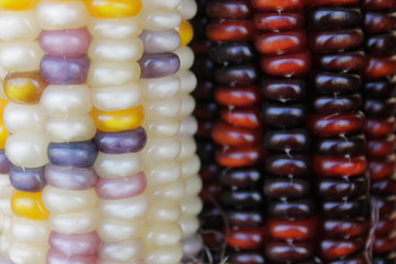 Rainbow corn