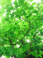 Fototapeta na wymiar 葉っぱの生い茂る柿の木