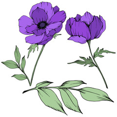 Vector Purple Anemone floral botanical flowers. Black and white engraved ink art. Isolated anemone illustration element.