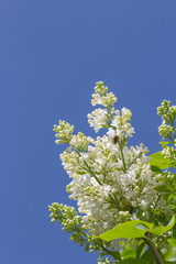 branch of white lilac