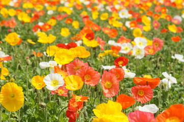 アイスランドポピー