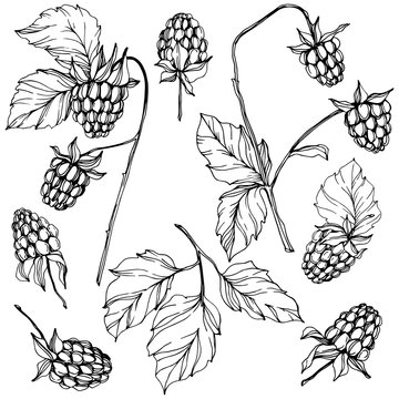 Vector Raspberry healthy food isolated. Black and white engraved ink art. Isolated berries illustration element.