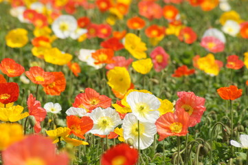 アイスランドポピー