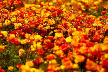 Spring mood. Spring holiday greeting postcard. Magnificent multi-colored buttercups. The concept of artistic photography