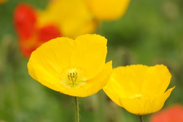 アイスランドポピー