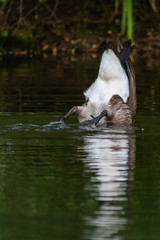 Gründelnde Kanada-Gans auf einem Parksee ragt nur noch mit dem Bürzel aus dem Wasser und strampelt mit den Schwimmfüßen