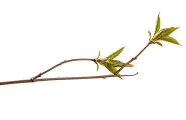 branch of lilac bush with young green leaves. isolated on white background