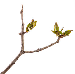 branch of lilac bush with young green leaves. isolated on white background